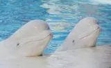 Beluga Whales (from dreamstime.com)