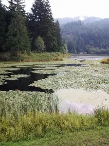 Lily Pads on Lake Louise